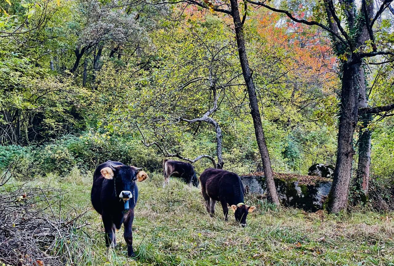 Autumn Descent