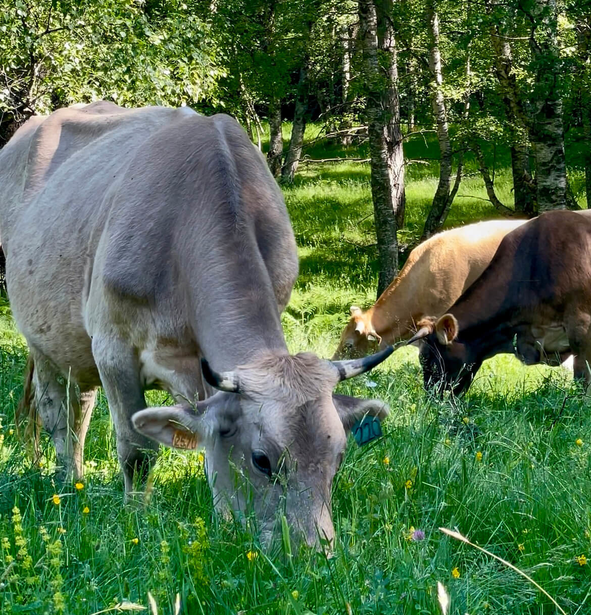 Spring Meadows