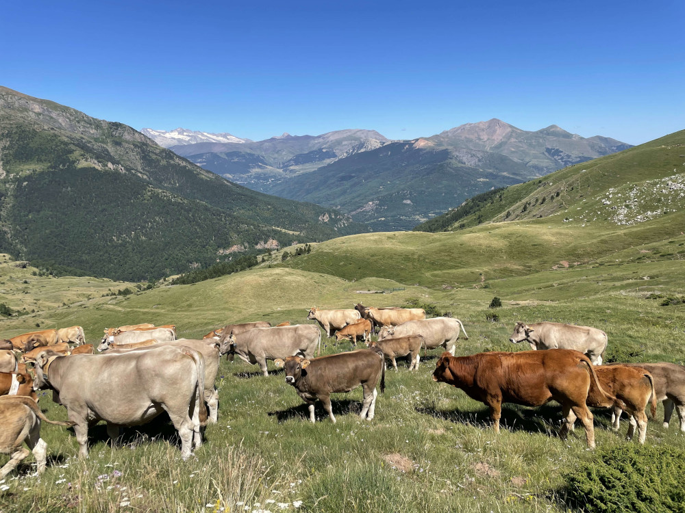 High Alpine Pastures